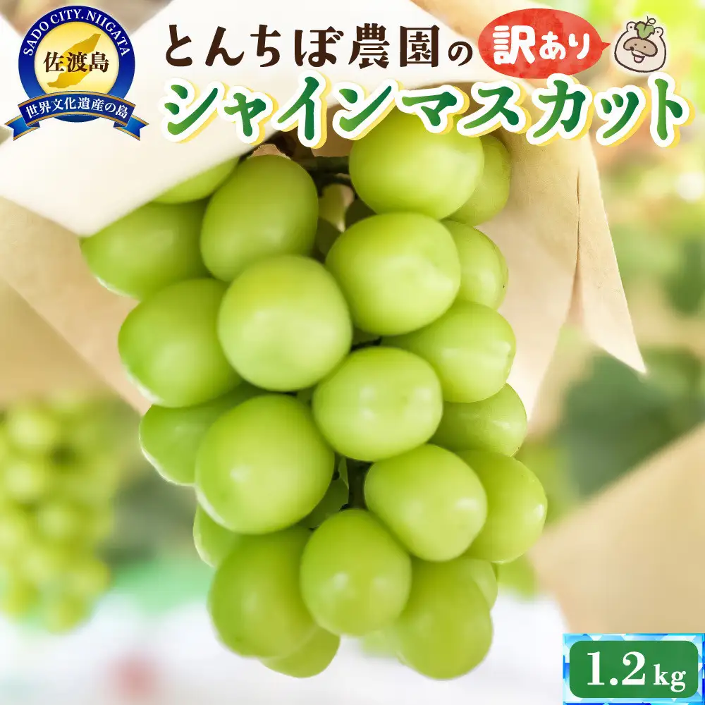 佐渡産シャインマスカット訳あり1.2kg（2〜3房）