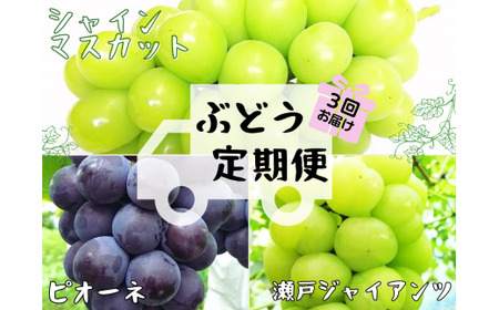 【3回定期便】 シャインマスカット 岡山県産ぶどう シャインマスカット入り定期便 【hfbd-tkb017-02】