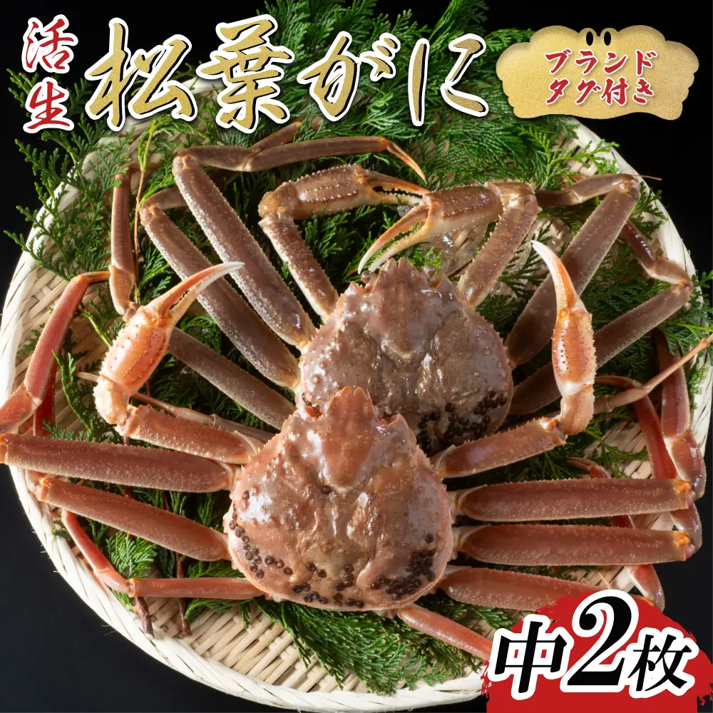 【活生】ブランドタグ付き松葉ガニ 中2枚 2026年11月～順次発送｜鳥取 岩美 松葉がに かに【22052】
