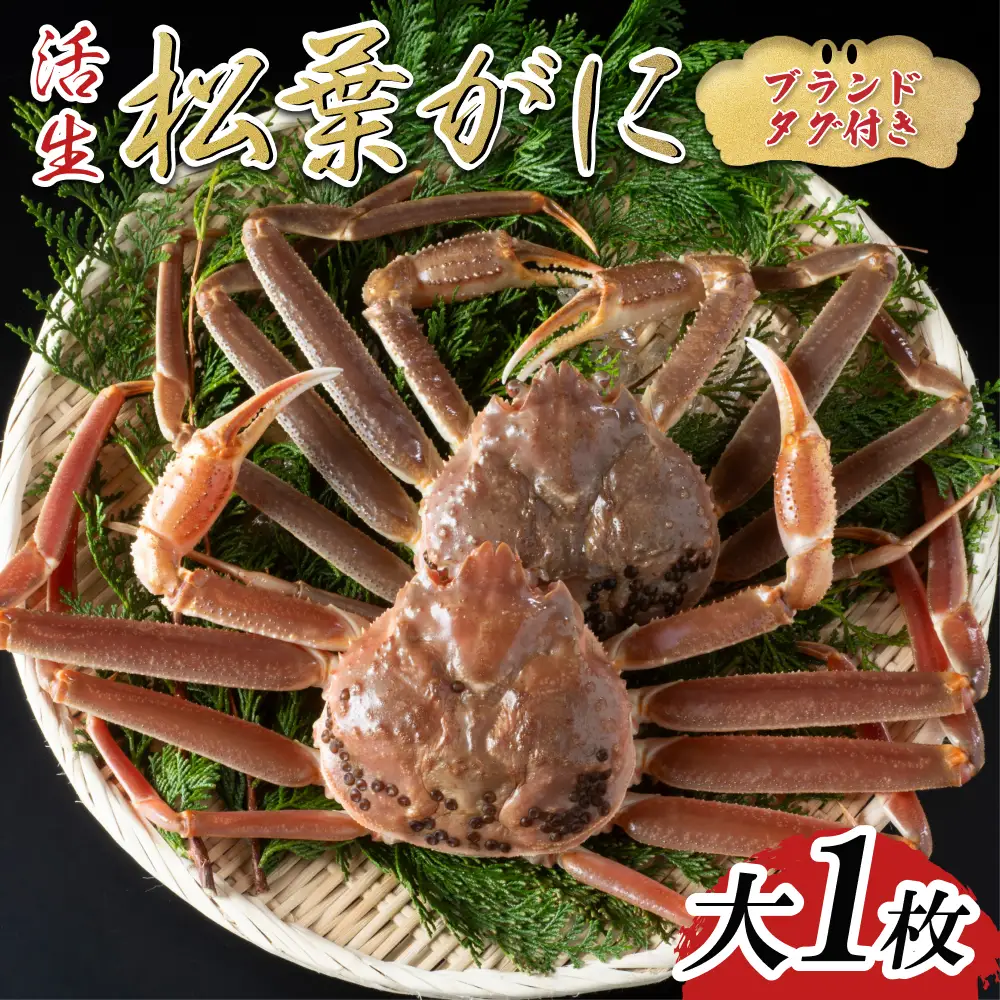 【活生】ブランドタグ付き松葉ガニ 大 1枚 2026年11月～順次発送｜鳥取 岩美 松葉がに かに【22054】