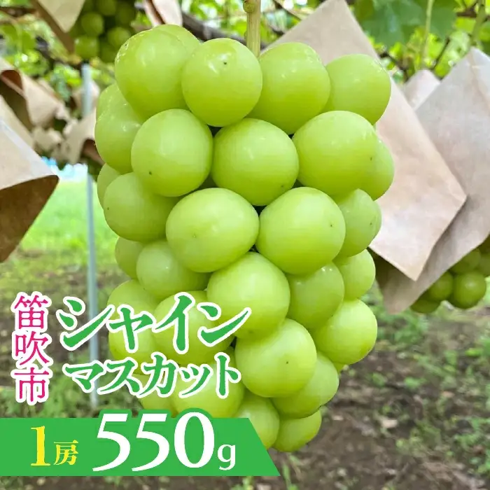 【2026年発送★先行予約】山梨県笛吹市産　シャインマスカット 1房 約550g 230-009-26y