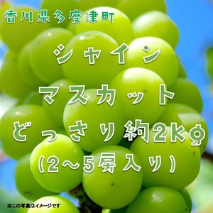 シャインマスカット 約2kg【令和8年8月下旬発送！予約受付中】【C-15】