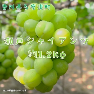 多度津町産 瀬戸ジャイアンツ　約1.2kg【令和8年9月上旬頃より発送！】【A-45】