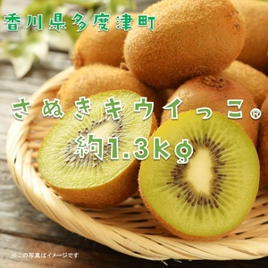 香川県オリジナルキウイフルーツ「さぬきキウイっこ®」1.3kg【予約受付中！令和8年11月上旬頃から発送】【A-46】