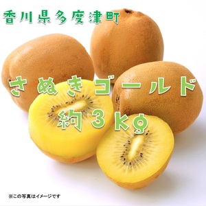 香川県オリジナルキウイフルーツ『さぬきゴールド』約3kg【予約受付中！令和8年10月中旬頃から発送】【B-17】