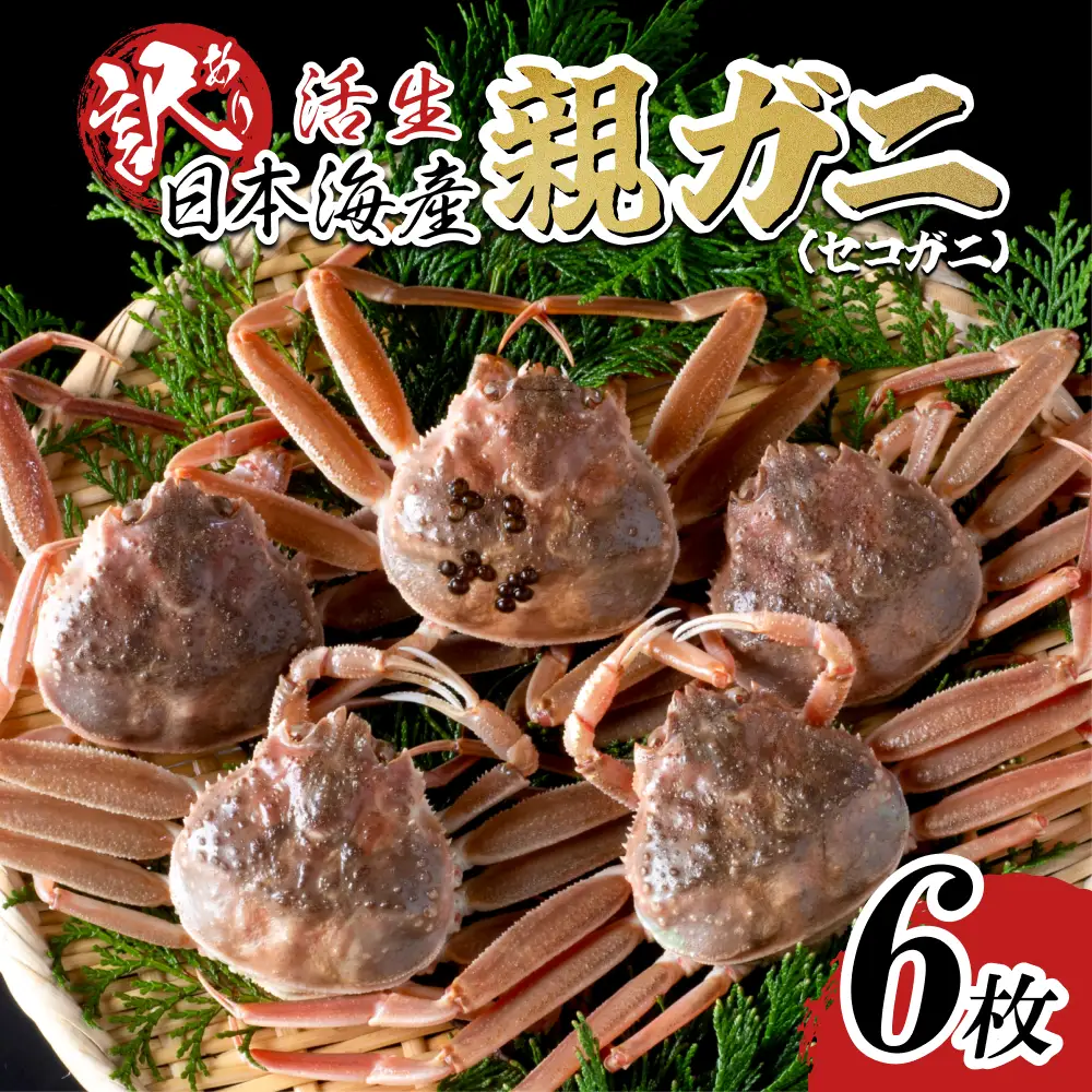 【活生】訳あり ご自宅用親ガニ（セコガニ）6枚 2026年11月～順次発送｜鳥取 岩美 日本海 かに 松葉ガニ ズワイガニ【22064】