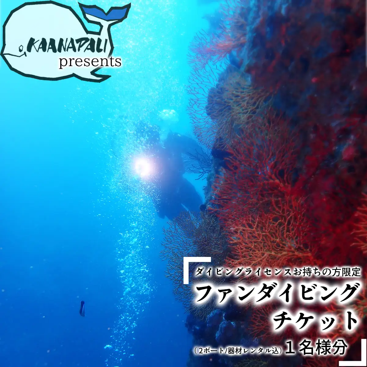 水着1つでお越しください！徳島最南端の海でファンダイビング！