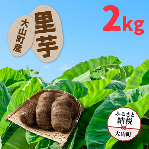 TY-01　大山町産里芋