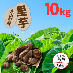 TY-03　大山町産里芋