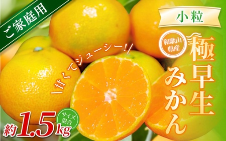 みかん 極早生小粒みかん 約1.5kg 【家庭用】【BV-mrmt051】