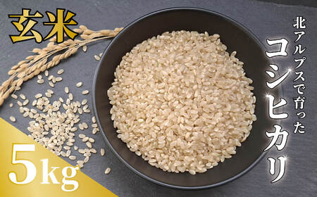 《令和7年産》コシヒカリ 5kg【玄米】 