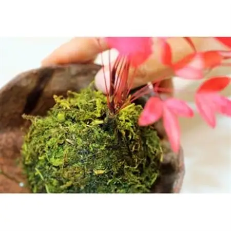 【和モダン】インテリアにピッタリ!苔玉作り体験(2名様分)【1206109】