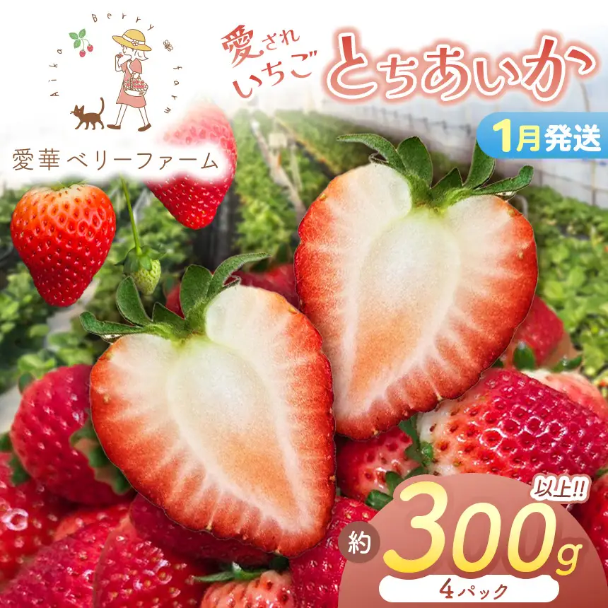 2027年先行予約【1月発送】いちご王国の愛され苺 とちあいか 300ｇ以上4パック（平パック）
