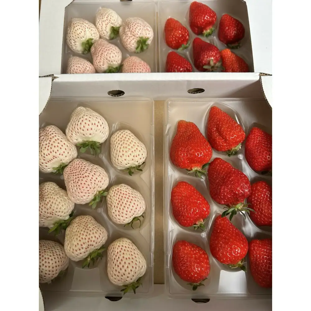 あまおうと天使のいちご紅白セット1000ｇ 福岡市志賀島産