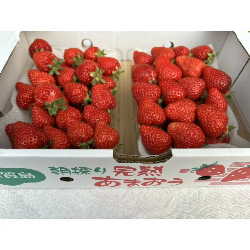 朝どり完熟あまおう盛り合わせ1000ｇ 福岡市志賀島産