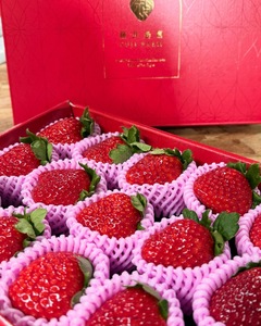 【先行予約】いちご 古都華600g×1ケース【2027年1月以降お届け】fuj03