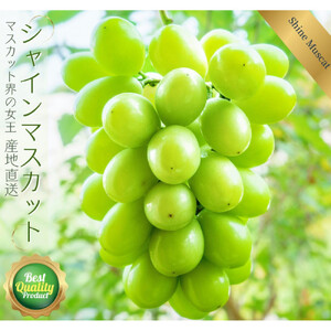 鳥取産 シャインマスカット 訳あり ご自宅用 2房