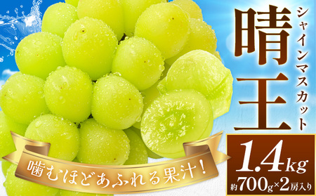 【2026年発送】ぶどう シャインマスカット 晴王 約1.4kg 満天フルーツ マスカット