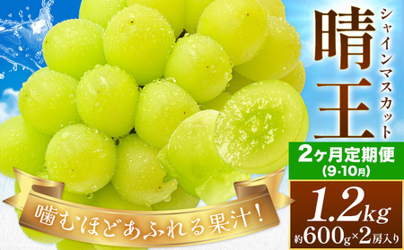 【発送先行予約】【2ヶ月定期便】ぶどう シャインマスカット 晴王 約1.2kg(約600g×2房入り)×2ヶ月定期便 満天フルーツ《9月上旬-10月末頃出荷》岡山県 浅口市 マスカット フルーツ 果物 お取り寄せフルーツ 贈り物 ギフト 岡山県産【配送不可地域あり】