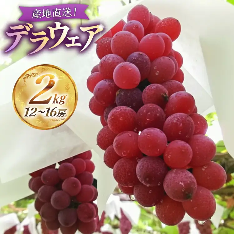 【期間限定発送】【2026年発送】 デラウェア 約2kg (約12～16房) [齋藤農園 山形県 高畠町 tk06bgt070001] 