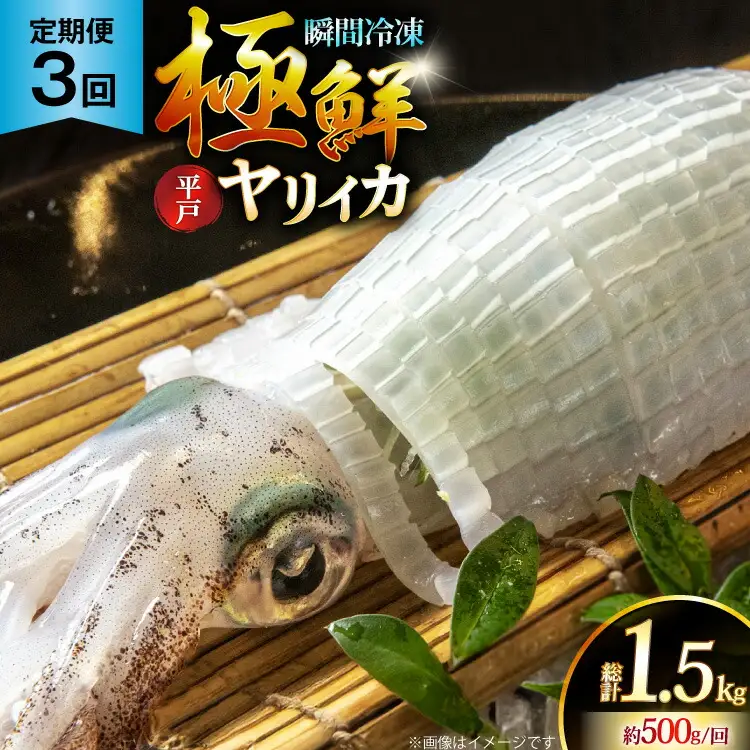 イカ 刺身 極鮮 ヤリイカ 計1.5kg（約500g×3回） 3回 定期便 [海隆丸 長崎県 平戸市 hr42bvk550003] おつまみ ヤリイカ 新鮮 海鮮 魚介 瞬間冷凍 冷凍 コリコリ 直送 冷凍 個包装 真空パック