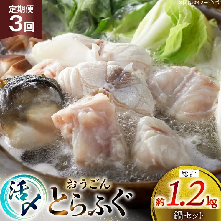 ふぐ 鍋 セット 活〆 おうごんとらふぐ 鍋セット 約400g 3回 定期便 総計 約1.2kg [松永水産 長崎県 平戸市 hr42bgy400158]
