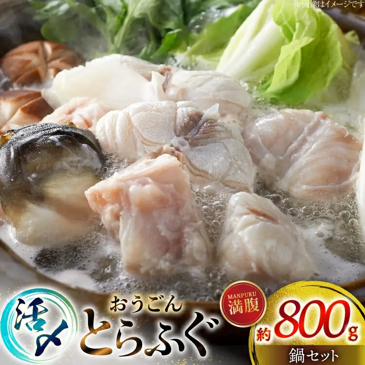 ふぐ 鍋 セット 活〆 おうごんとらふぐ 満腹 鍋セット 約800g [松永水産 長崎県 平戸市 hr42bvj550044] とらふぐ フグ 河豚 てっちり ふぐちり ふぐ料理 魚介 さかな 切り身 冷凍 海鮮 ふぐ鍋 唐揚げ ポン酢