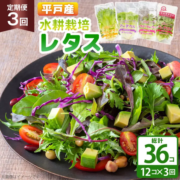 レタス 水耕栽培 4種 12袋 セット 3回 定期便 総計36袋 食べ比べ 詰め合わせ [モロフジファーム 長崎県 平戸市 hr42bgy420248]
