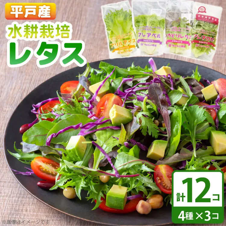 レタス 水耕栽培 4種 12袋 セット 食べ比べ 詰め合わせ [モロフジファーム 長崎県 平戸市 hr42bgy420323]