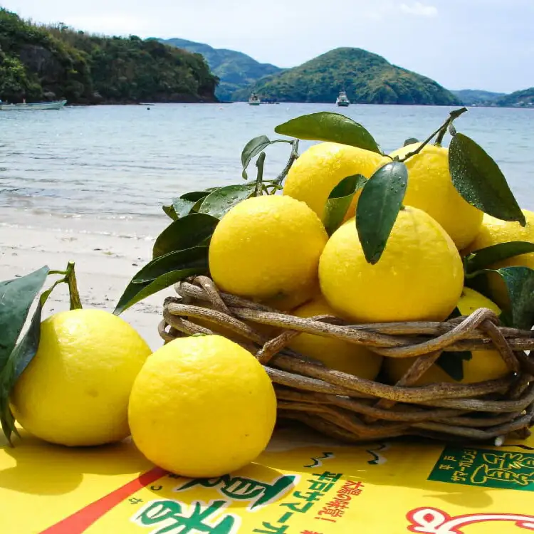 果物 オレンジ 平戸 夏香 3kg (16～25個) 2L ～ M サイズ [善果園 長崎県 平戸市 hr42bgy420155]