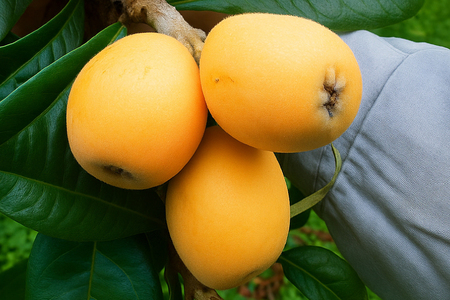 フルーツ びわ 根獅子びわ 250g (5個～6個) ×4パック 計1kg 【期間限定発送】 [しげさん農園 長崎県 平戸市 hr42bgy420036]