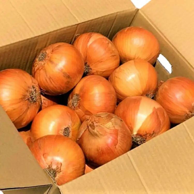 野菜 玉ねぎ うまか 吊り 玉葱 約8kg 【期間限定発送】 [しげさん農園 長崎県 平戸市 hr42bgy420281]
