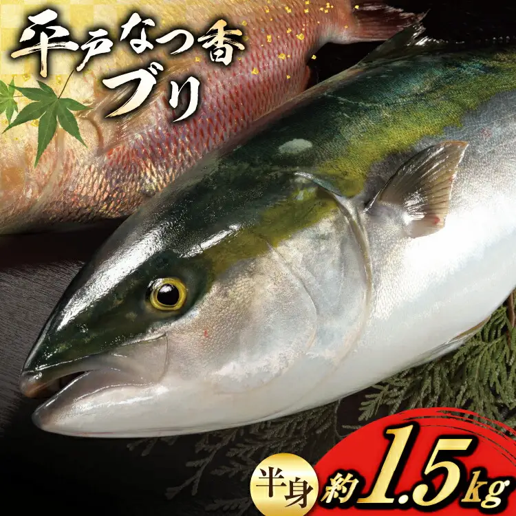 ぶり 刺身 平戸なつ香 ブリ 半身 約1.5kg [（株）坂野水産 長崎県 平戸市 hr42bgy420066]