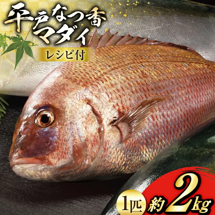 タイ 刺身 平戸なつ香 鯛 丸々 1匹 約2kg [（株）坂野水産 長崎県 平戸市 hr42bgy420108]