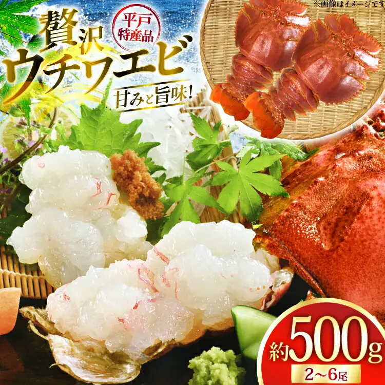 エビ 海鮮 刺身 平戸 ウチワエビ 2～6尾 500g [平戸さくら水産 長崎県 平戸市 hr42bgy420360]