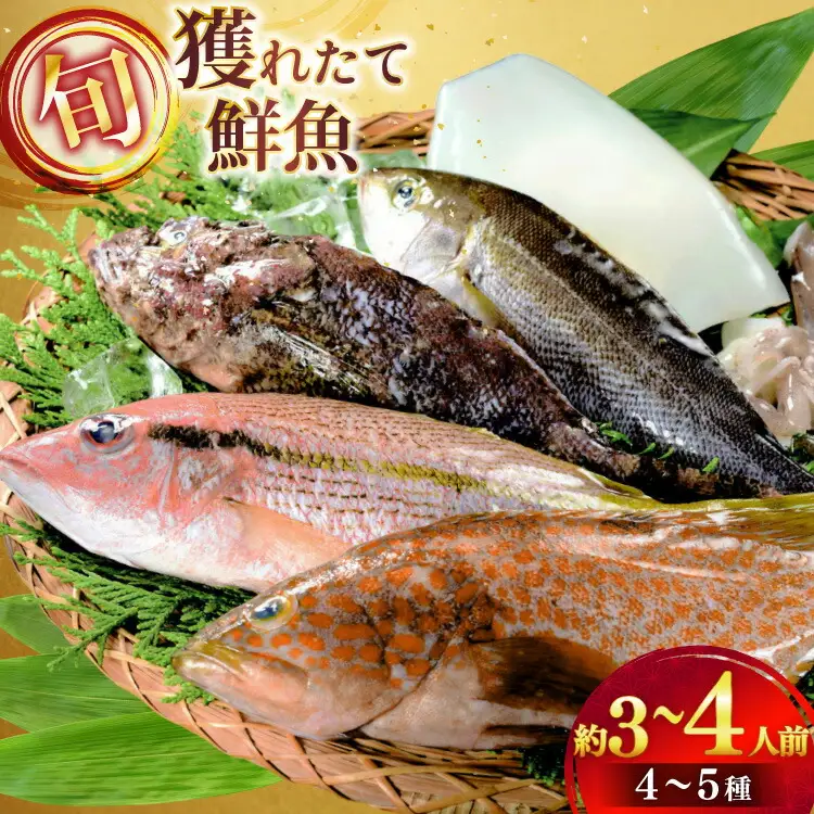 鮮魚 詰め合わせ 旬の獲れたて鮮魚 4種 ～ 5種 [ひらど新鮮市場 長崎県 平戸市 hr42bgy400123]