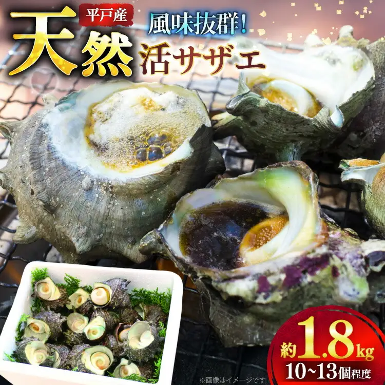 サザエ つぼ焼き 天然 活サザエ 1.8kg 10個 ～ 13個 程度 [ひらど新鮮市場 長崎県 平戸市 hr42bgy400140]