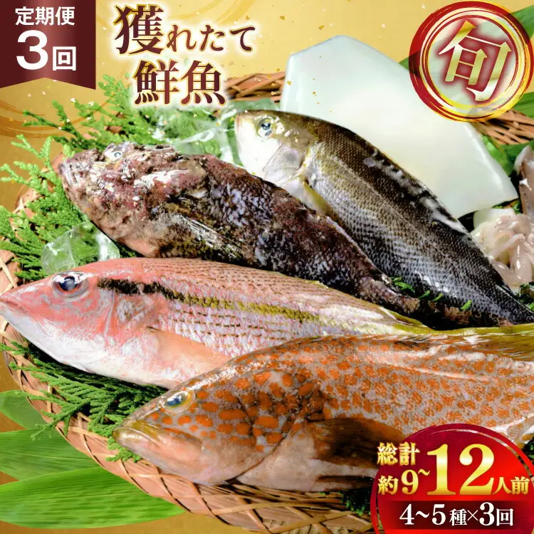 魚 海鮮 地魚 詰合せ4～5種類 3回 定期便 [ひらど新鮮市場 長崎県 平戸市 hr42bgy400190]