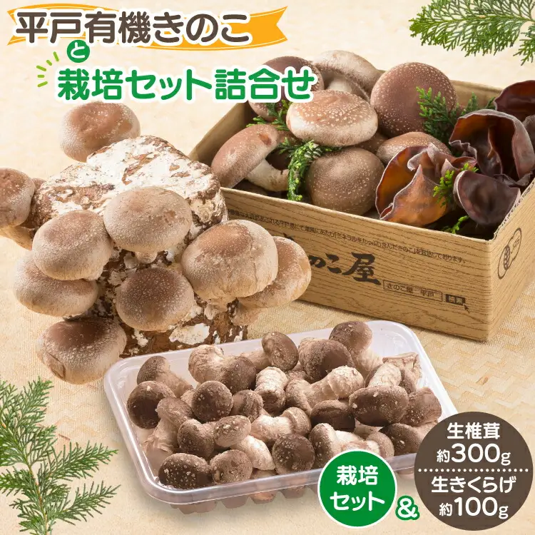 きのこ しいたけ きくらげ 椎茸菌床 生椎茸 生きくらげ セット [きのこ屋 長崎県 平戸市 hr42bgy410092]