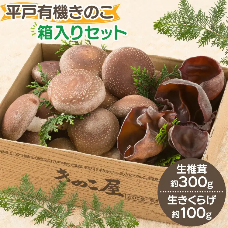 きのこ しいたけ きくらげ 生椎茸 生きくらげ 箱入りセット [きのこ屋 長崎県 平戸市 hr42bgy410144]