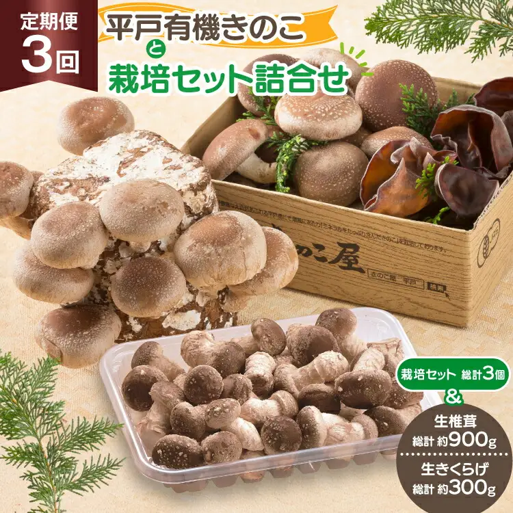 きのこ しいたけ きくらげ 椎茸菌床 生椎茸 生きくらげ セット 3回 定期便 [きのこ屋 長崎県 平戸市 hr42bgy410154]