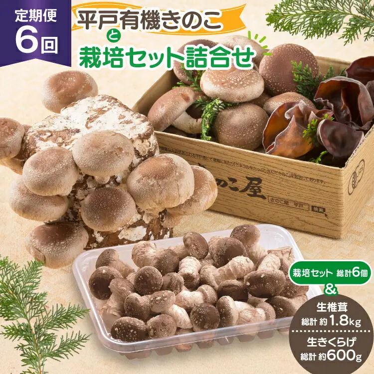 きのこ しいたけ きくらげ 椎茸菌床 生椎茸 生きくらげ セット 6回 定期便 [きのこ屋 長崎県 平戸市 hr42bgy410155]
