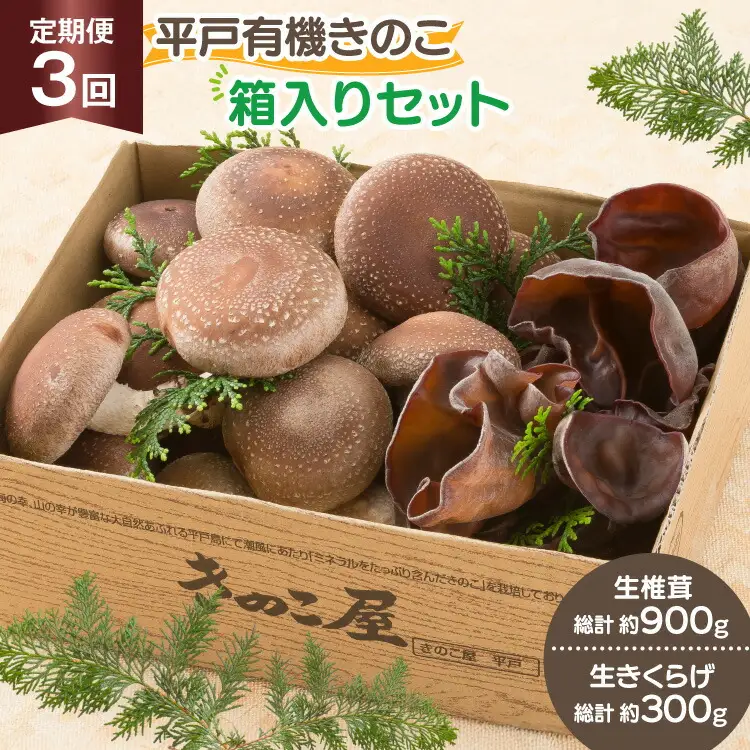 きのこ しいたけ きくらげ 生椎茸 生きくらげ 箱入りセット 3回 定期便 [きのこ屋 長崎県 平戸市 hr42bgy410164]