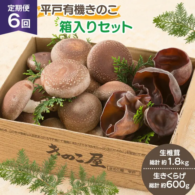 きのこ しいたけ きくらげ 生椎茸 生きくらげ 箱入りセット 6回 定期便 [きのこ屋 長崎県 平戸市 hr42bgy410165]