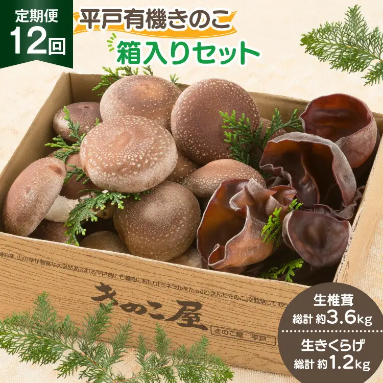 きのこ しいたけ きくらげ 生椎茸 生きくらげ 箱入りセット 12回 定期便 [きのこ屋 長崎県 平戸市 hr42bgy410166]
