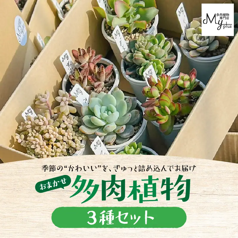 おまかせ 多肉植物 アソート 【 3種 】 KN169-002-01 植物