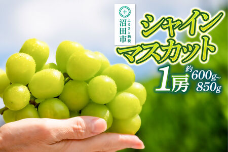 【9月中旬から10月末に発送】 シャインマスカット 1房（約600g～850g） 糖度18度以上 種なし 皮ごと食べられる 濃厚な甘さ 家庭用 贈答用 永井農園 [葡萄 ぶどう ブドウ シャインマスカット 種なし 甘い 家庭用 贈答用 糖度18度以上]