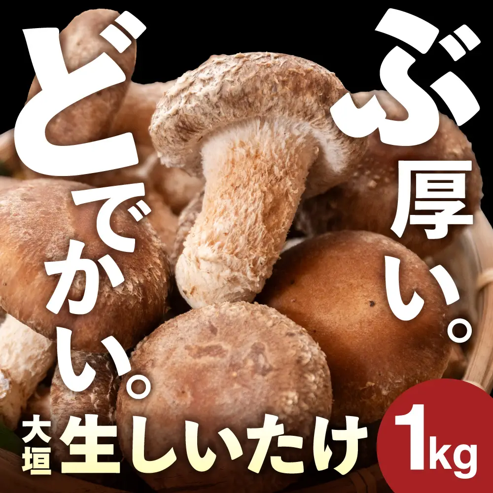 生しいたけ 1kg | しいたけ