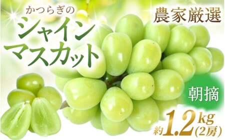 朝摘み！ シャインマスカット 秀品2房（約1.2kg）【2026年8月末から9月末順次発送予定】【kgr035】