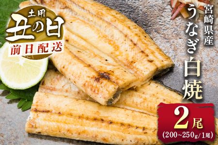 前日配送予約［土用丑の日］うなぎ白焼き 2尾 タレ付（200～250g/1尾あたり）※前日7月25日お届け 国産 有頭 熨斗 贈答品 ギフト 配送日指定可【N45-A26】